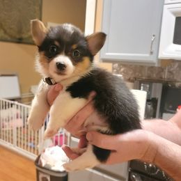 Pembroke Welsh Corgi Puppies from Rose Water Corgis