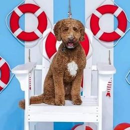 Boomer - Goldendoodle