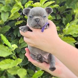 Purple Collar - Blue female French Bulldog puppy in Jamestown, Kentucky from French Valley Miniature Goldendoodles & French Bulldogs