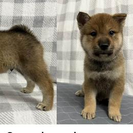 Kishu Kens and Shikoku Kens from Kiseki No Yama