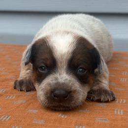 Abel - Red mottled male Australian Cattle Dog puppy in Seneca, Missouri from MO Morningstar Heelers