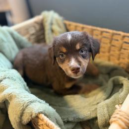 Jasper - Red tri male Miniature Australian Shepherd puppy in Ellendale, North Dakota from Ark Acres Kennels