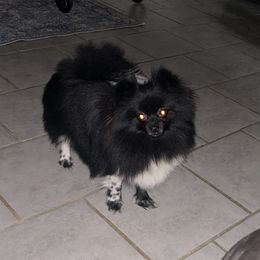 Delilah - Pomeranian