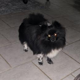 Delilah - Pomeranian