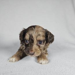 Denali - Brown merle female Aussiedoodle puppy in Doerun, Georgia from Twig & Tail Puppies