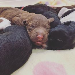 Labradoodle and Australian Labradoodle Puppies from Highland Labradoodles