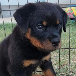Silver Male Litter J - Black and mahogany male Rottweiler puppy in San Antonio, Texas from HAUS OF RZA