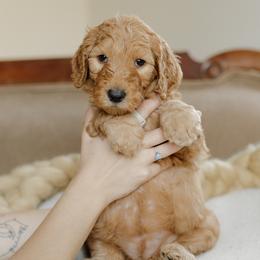 Girl 1 - female Goldendoodle puppy in Hiddenite, North Carolina from Rose and Reid Doodles