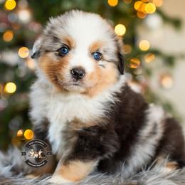 Bennie - Blue merle male Miniature American Shepherd puppy in Tonopah, Arizona from King's Miniature American Shepherds