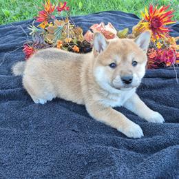 Leah - Black and tan female Shiba Inu puppy in Columbus Junction, Iowa from Liz's Shiba Inu