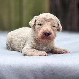 Fennel - Cream male Aussiedoodle puppy in Centreville, Mississippi from Trin's Designer Doodles