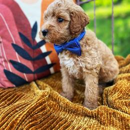 Goldendoodle Puppies from Carmel Classy Doodles