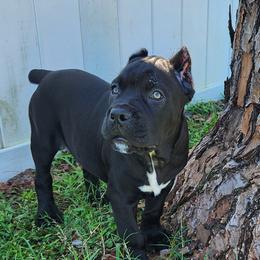 Ethan - Black male Cane Corso puppy in Palm Coast, Florida from Northgold Cane Corso