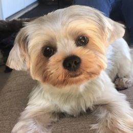 Yorkshire Terriers from Dappers and Divas Yorkies