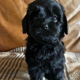 Earth - Black female Cavapoo puppy in Arabi, Georgia from Huckadoodle Farm