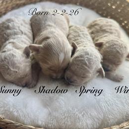 Maltipoo puppies from Teddys Teddy Bears