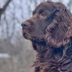 Boykin Spaniels from Ashcraft's Boykin Spaniels
