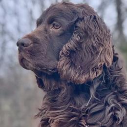Boykin Spaniels from Ashcraft's Boykin Spaniels