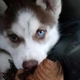 Siberian Huskies from Sasha's Legacies