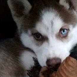 Siberian Huskies from Sasha's Legacies