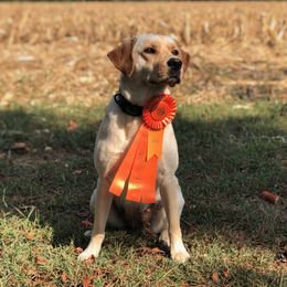 Millie - Labrador Retriever