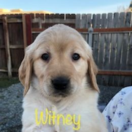 "Found her loving home." Golden Retriever Puppies from Karen's Goldens