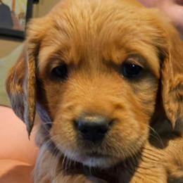Orange - Golden male Golden Retriever puppy in Montoursville, Pennsylvania from Wallace Golden Retriever's