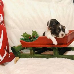 Havanese Puppies from Cloud 9 Havanese