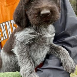 Wirehaired Pointing Griffon Puppies from Rocking S Griffons