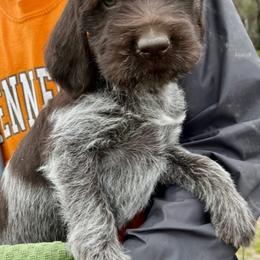 Wirehaired Pointing Griffon Puppies from Rocking S Griffons