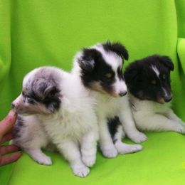 Shetland Sheepdogs from Golden W Kennels