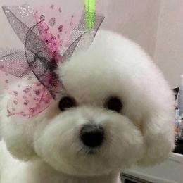 Stella - Bichon Frise