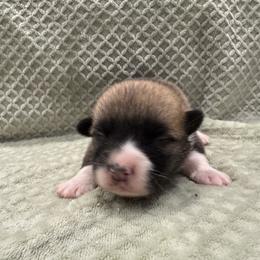 Bashful - Red male Pembroke Welsh Corgi puppy in Stephenville, Texas from Rising JM Pembrokes