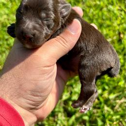 Boy 2 - Liver male Miniature Schnauzer puppy in Alabama from Little River Miniature Schnauzers