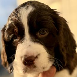 Purple Collar - Liver and white female English Springer Spaniel puppy in Tea, South Dakota from Mindy's English Springer Spaniels