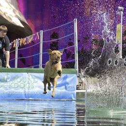 Labrador Retrievers from Haas Family Retrievers