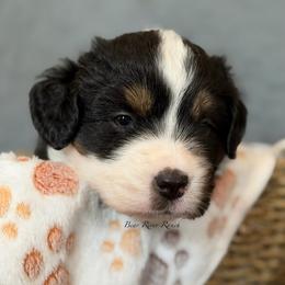 Green collar - Black tri female Miniature American Shepherd puppy in Pueblo West, Colorado from Bear River Ranch LLC