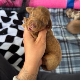 Scarlett - Dapple female Dachshund puppy in Camdenton, Missouri from Camden Line Dachshunds