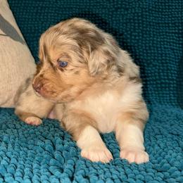 Juliet - Red merle female Australian Shepherd puppy in Piedmont, Oklahoma from HeartDriven Aussies