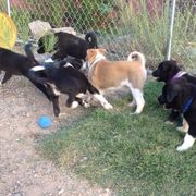 Canaan Dog Puppies from Kol Tuv Canaan Dogs