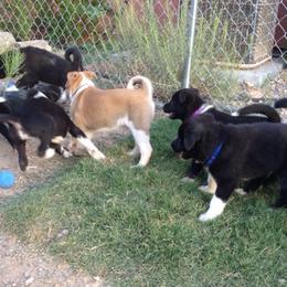 Canaan Dog Puppies from Kol Tuv Canaan Dogs
