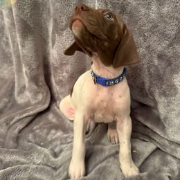 Flash (Boy 2- Blue) - White and liver male German Shorthaired Pointer puppy in Keller, Texas from Jerri Ford