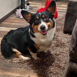 Hugo - Black and tan male Pembroke Welsh Corgi puppy in Rio, Wisconsin from 3k Corgis and Miniature Dachshunds