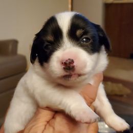Chihuahuas from Lynda pups