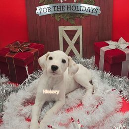 Hickory Hua - White and lemon male Dalmatian puppy in Conrath, Wisconsin from JSF Dalmatians LLC