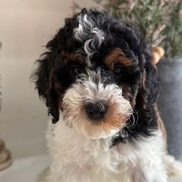 Girl 2 - Tri-color female Cavapoo puppy in Indiahoma, Oklahoma from Farm Fresh Doodles