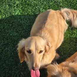 Dachshund puppies from Crowned Doxies