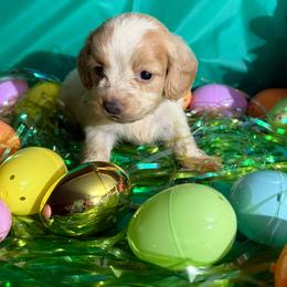 Toby - Piebald male Dachshund puppy in Ft Dodge, Iowa from Secret Reality