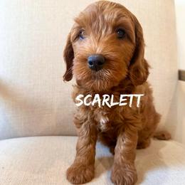 Scarlett - Red  female Goldendoodle puppy in Glendale, Arizona from Follow Your Bliss Doodles