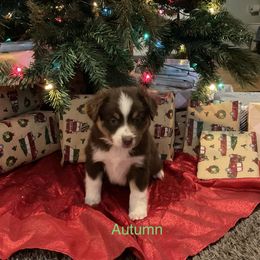 Miniature Australian Shepherd Puppies from Kehlani Falls Mini Aussie’s